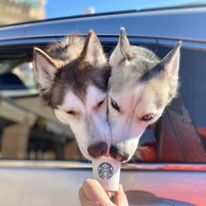 Fundraising Page: Aspen & Chai Latte Heiderman